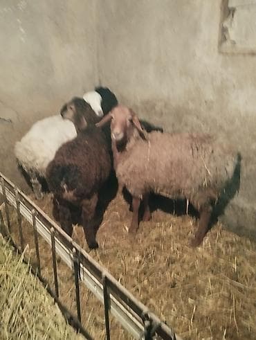 улак отук: Продаю ягнят 4 штуки возраст по 2.5 месяцев есть и ярки и мальчики — 7
