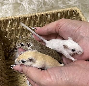 Ветеринар кызматы: Ручные песчанки монгольские. Красивые окрасы, есть девочки и мальчики — 4