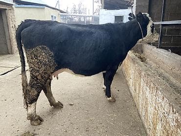 корейские куры: Продаю | Корова (самка) | Для разведения | Привязанные — 3