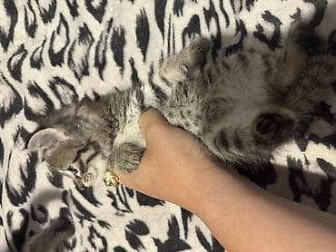забавные котята: Отдам в добрые руки Котята, помёт из нескольких малышей. Описание: - — 8