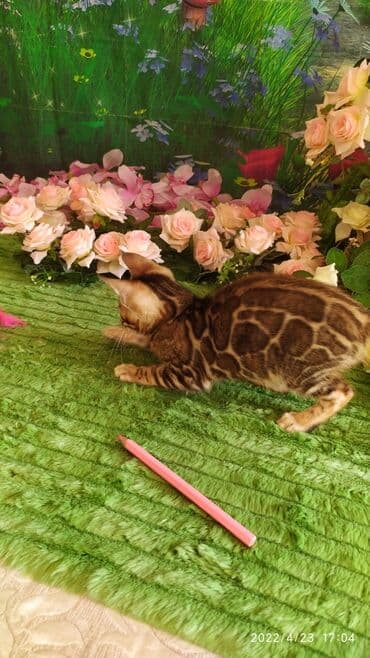 купить породистых котят: Привет друзья. красивейший новый помет бенгальских котят. сейчас нам — 4