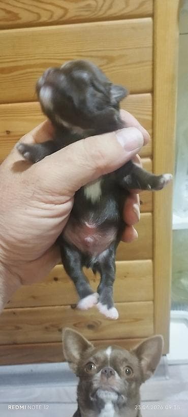 чихуахуа щенки: Продаётся щенок порода чихуахуа. Родители с родословной — 5