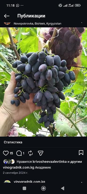 рассады малины: Продаю черенки винограда для укоренения или прививки. Столовые — 6