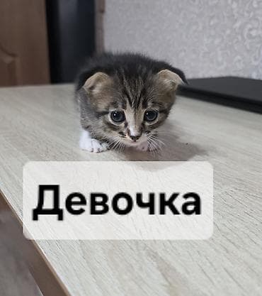 Животные: Кошка даром: Британская короткошёрстная, 2 месяца, Мальчик — 1