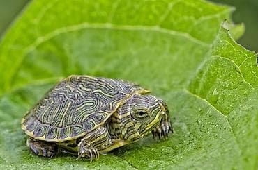 Малыши красноухой черепахи (Trachemys scripta elegans) - Вид: водная