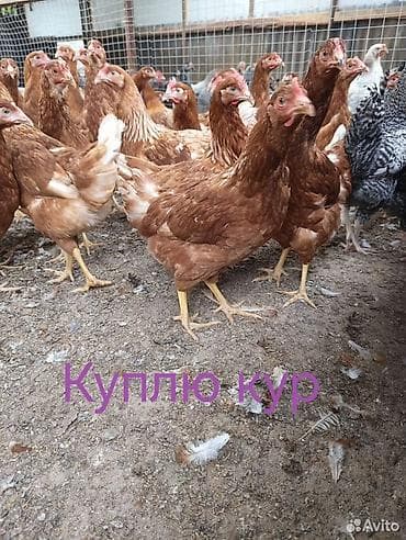 Продаю | Куры, Петух, Цыплята | Бройлерная