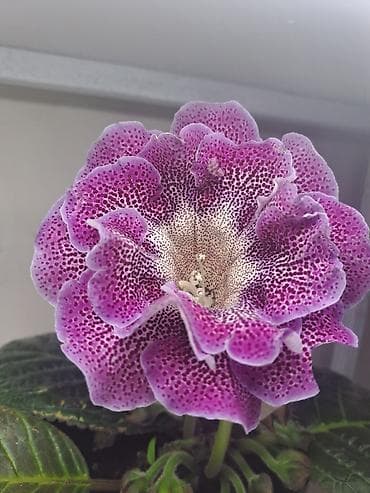 фикус большой: Глоксиния (Sinningia speciosa), коллекционные сорта с крупными — 10