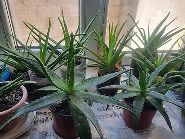алоэ лекарственное растение: Алоэ вера (Aloe vera) в горшках - Суккулент с мясистыми зелёными — 3