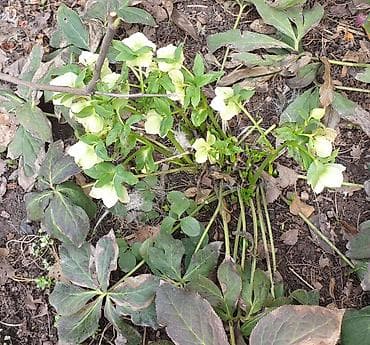 гортензия цена: Продаю морозники, бересклет, кампанелла. Морозник розовый — 3