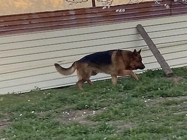 кангал собака: Вязка: Немецкая овчарка, Самец, 4 года — 3