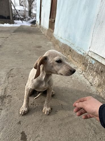 Щенки кускара! светло-палевого окраса с короткой гладкой шерстью и