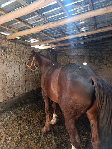 продажа домашних животных: Продаю | Конь (самец) | Полукровка | Для разведения | Племенные — 1