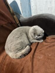 сколько стоит вислоухий котёнок: Скотиш Фолд (Шотландская вислоухая), 1 год, Мальчик, Лиловый, Приучена к лотку — 4