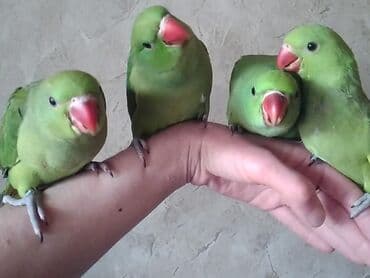 домик для волнистых попугаев: Александрийские попугаи хорошо приручаются к рукам а так же к — 16