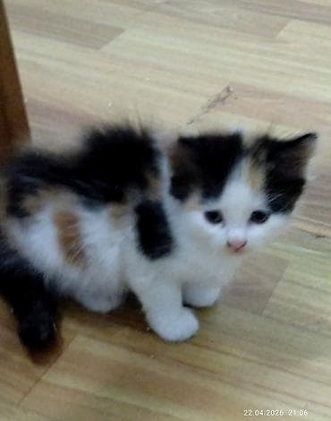 Котята, домашний помёт - Милые пушистые малыши разной расцветки