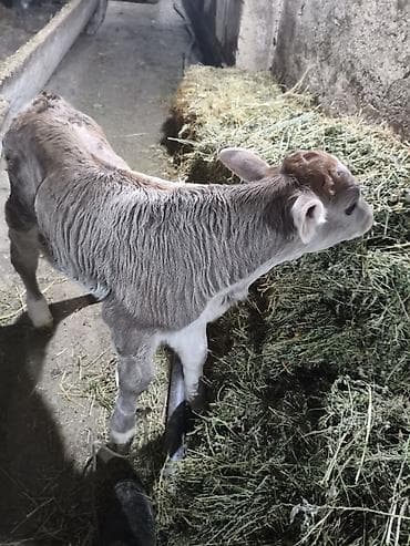 Продаю | Музоо, торпок | На откорм