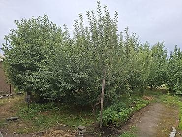 Дома: Продаётся дом с участком и садом. - Жилой дом одноэтажный, крыша — 2