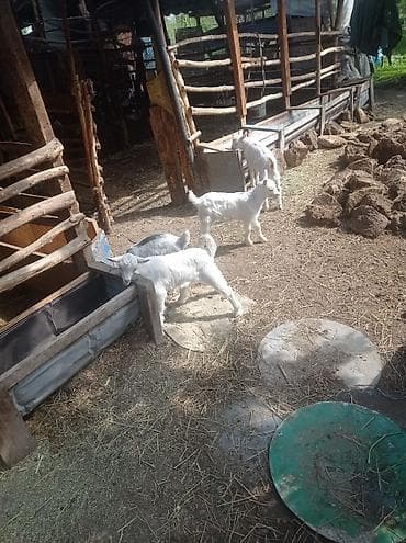 порода голштин: Продаю | Коза (самка) | Зааненская | Для молока | Племенные — 1