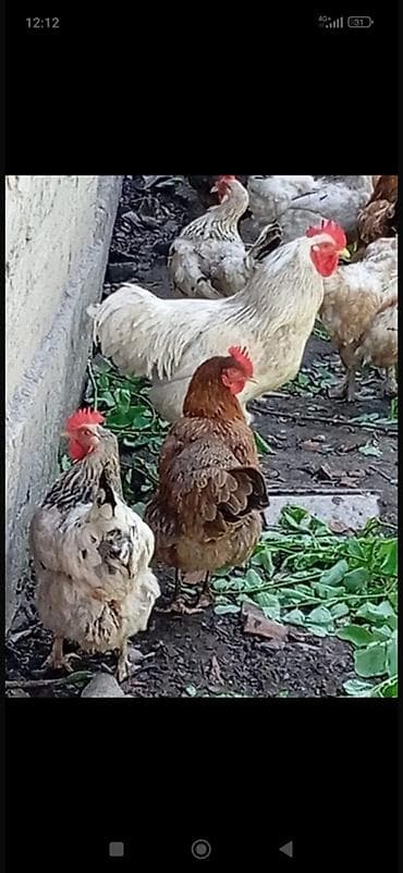 Продаю | Куры, Петух | Домашняя