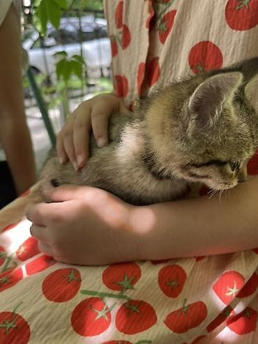 купить котенка шиншилла: Американская короткошёрстная, 2 месяца, Девочка, Шоколадный, Кастрирована, Приучена к лотку, Проглистована — 1