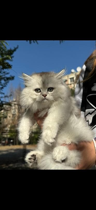 маленькая кошка: Скотиш Фолд (Шотландская вислоухая), 2 месяца, Девочка — 2