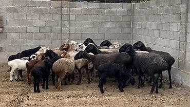 купить барана: Продаю | Овца (самка), Ягненок | На забой, Для разведения | Матка, Ягнившаяся — 4