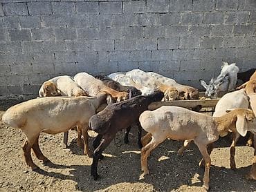 cane corso: Продаю | Овца (самка) | Для разведения | Ярка — 2