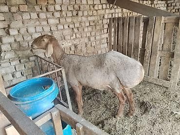 продаю мёд: Продаю | Овца (самка) | Для разведения | Матка — 1