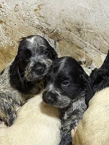 охотничи собаки: Русский охотничий спаниель! Продаются щенки чистокровного русского — 1