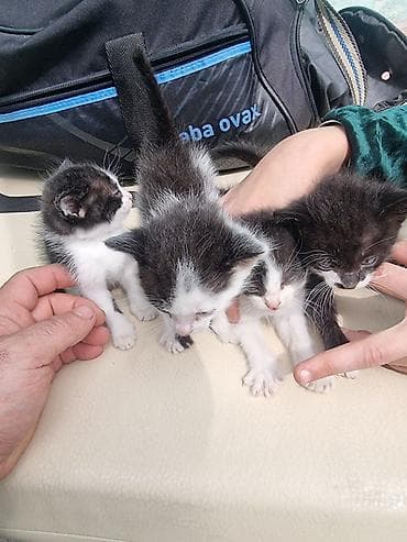 кошки веслоухие: Котята, черно-белые «масочки» - Возраст: младшие котята (еще совсем — 3