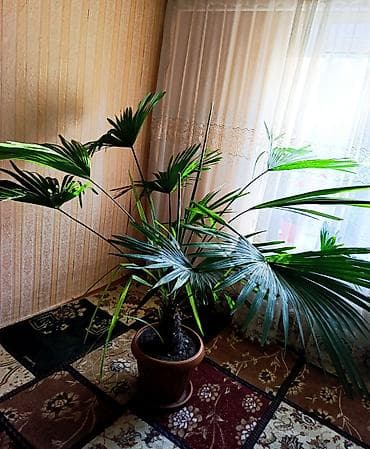 письменный стол: Продаётся Пальма — 3