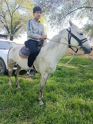 утки белые: Аренда Лошадь (серый масти) для верховой езды в аренду на время — 3