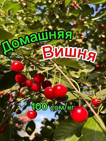 черный орех: Вишня В розницу, Самовывоз, Платная доставка — 1
