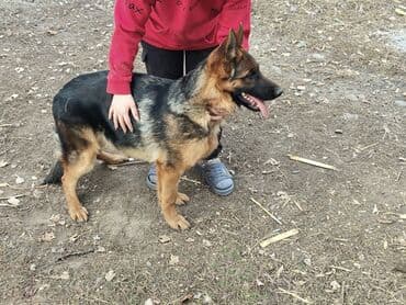 Немецкая овчарка, 6 месяцев, Самка, С прививкой