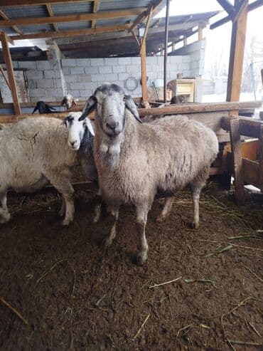 Услуги ветеринара: Продаю | Овца (самка) — 3