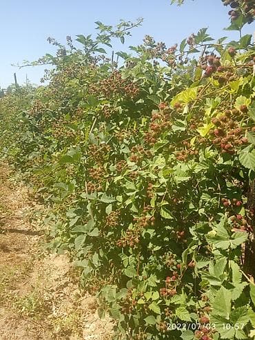 Уруктар жана көчөттөр: Ежевика "Торнфри " высокоурожайный сорт (саженцы) көчөттөрү сатылат — 7