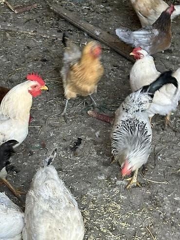 декоративный зайчик: Продаю | Куры, Петух | Домашняя, Кучинская | На забой, Для разведения — 5