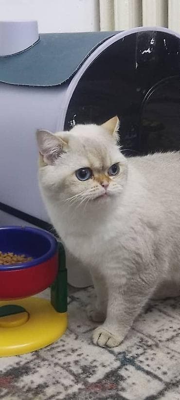 абиссинский кот: Кошка даром: Скотиш Страйт (Шотландская прямоухая), 3 года, Мальчик, Кастрирована, Приучена к лотку, Проглистована — 1