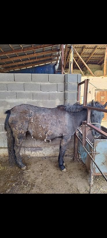 Продаю | Кобыла (самка) at lalafo.kg Продаю | Кобыла (самка)