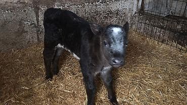 Сатам | Кунаажын | Бельгия | Бордоп семиртүү үчүн, Көбөйтүү үчүн | Жасалма уруктандырылган lalafo.kg да Сатам | Кунаажын | Бельгия | Бордоп семиртүү үчүн, Көбөйтүү үчүн | Жасалма уруктандырылган