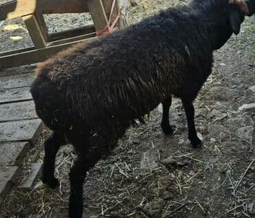 Кошки: Продаю | Ягненок | Для разведения — 1