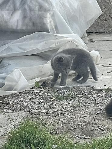 шотландская вислоухая кошка цена бишкек: Котята скотиш страйт - Возраст на фото: примерно 1–2 месяца. - — 2