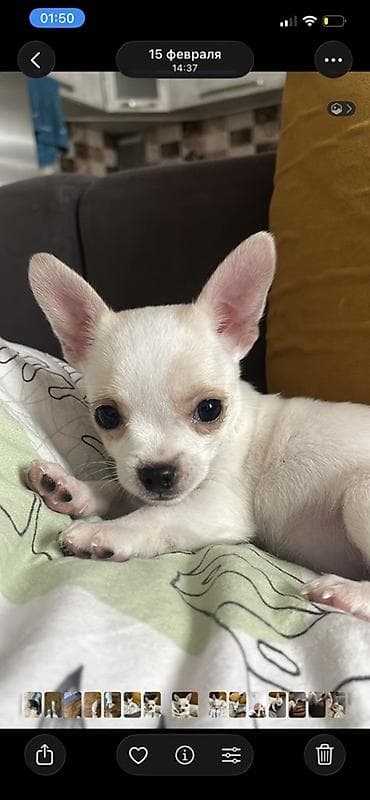 где можно купить кошку в бишкеке: Продаются замечательные щенки — такса и чихуахуа 🐶✨ Ищем заботливых и — 9