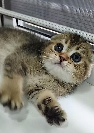 купить сокола в питомнике: Скотиш Фолд (Шотландская вислоухая), 2 месяца, Мальчик — 3