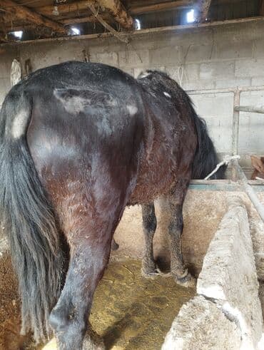 телята порода: Продаю | Конь (самец) | На забой | Племенные — 4