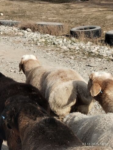 купит французского бульдога: Продаю | Овца (самка) | Для разведения — 4