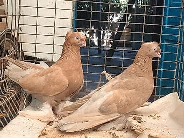 щенки пекинес: Продам голубей Породы: игровые Цена :за пару 6т сом Адрес: Гес 2 в — 1
