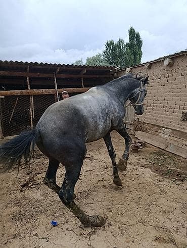 баетов: Продаю | Конь (самец) | Рабочий | Племенные — 3