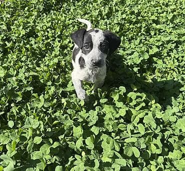 кости собакам: Курцхаар, 2 месяца, Самец — 1