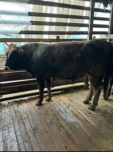 жаныбарлар: Сатам | Бука (эркек) | Швиц | Бордоп семиртүү үчүн — 3